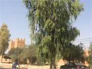 001-AitBenHaddou_Marrakesh