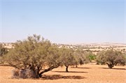 004-ArganOilLoop_Essaouira
