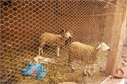 004-Majorelle_Marrakesh