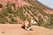 026-Majorelle_Marrakesh