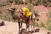032-Majorelle_Marrakesh
