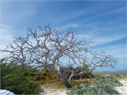 45-GrandTurk