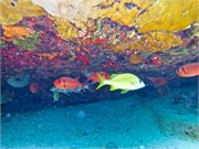 018-Bonaire-UW