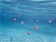 040-Bonaire-UW