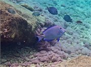 065-Bonaire-UW