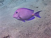 069-Bonaire-UW
