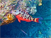070-Bonaire-UW