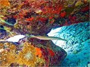 071-Bonaire-UW