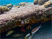 017-Bonaire-UW
