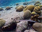 019-Bonaire-UW