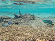 020-Bonaire-UW