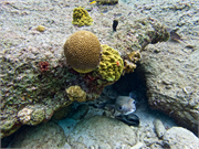021-Bonaire-UW