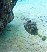 025-Bonaire-UW
