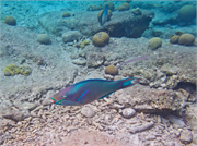 026-Bonaire-UW