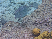 027-Bonaire-UW