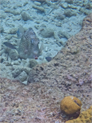 028-Bonaire-UW