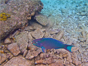 029-Bonaire-UW