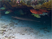 030-Bonaire-UW