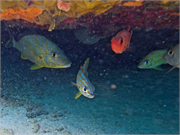031-Bonaire-UW