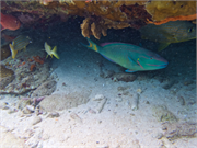 032-Bonaire-UW