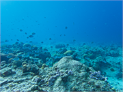 035-Bonaire-UW