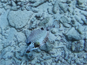 037-Bonaire-UW