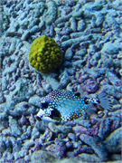 038-Bonaire-UW