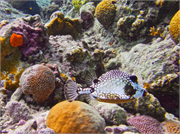 039-Bonaire-UW