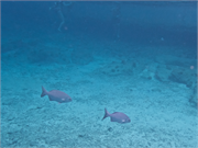 041-Bonaire-UW