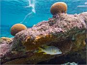 042-Bonaire-UW