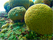 043-Bonaire-UW