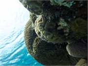 044-Bonaire-UW