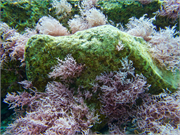 045-Bonaire-UW