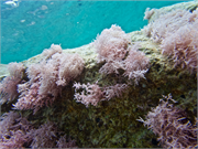 046-Bonaire-UW