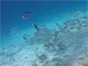 048-Bonaire-UW