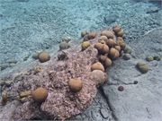 050-Bonaire-UW
