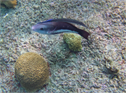 051-Bonaire-UW
