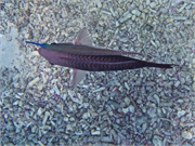 054-Bonaire-UW