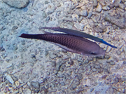 055-Bonaire-UW