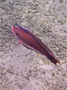 056-Bonaire-UW