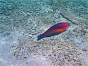 058-Bonaire-UW