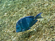 060-Bonaire-UW