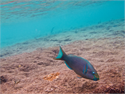 063-Bonaire-UW