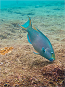 064-Bonaire-UW