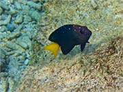 067-Bonaire-UW