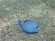 068-Bonaire-UW