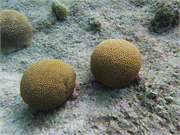 072-Bonaire-UW