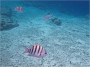 074-Bonaire-UW