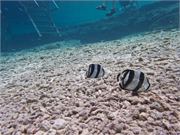 075-Bonaire-UW