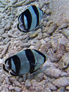 076-Bonaire-UW